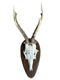Roe Deer Trophy RD30, Black Forest Antlers, Circa 1956