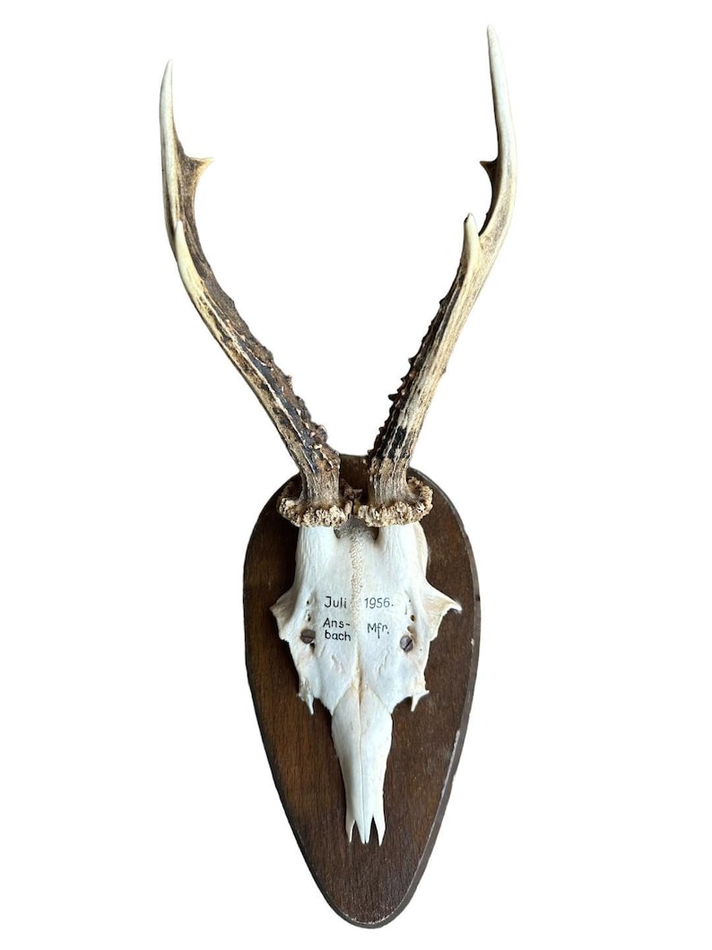 Roe Deer Trophy RD30, Black Forest Antlers, Circa 1956
