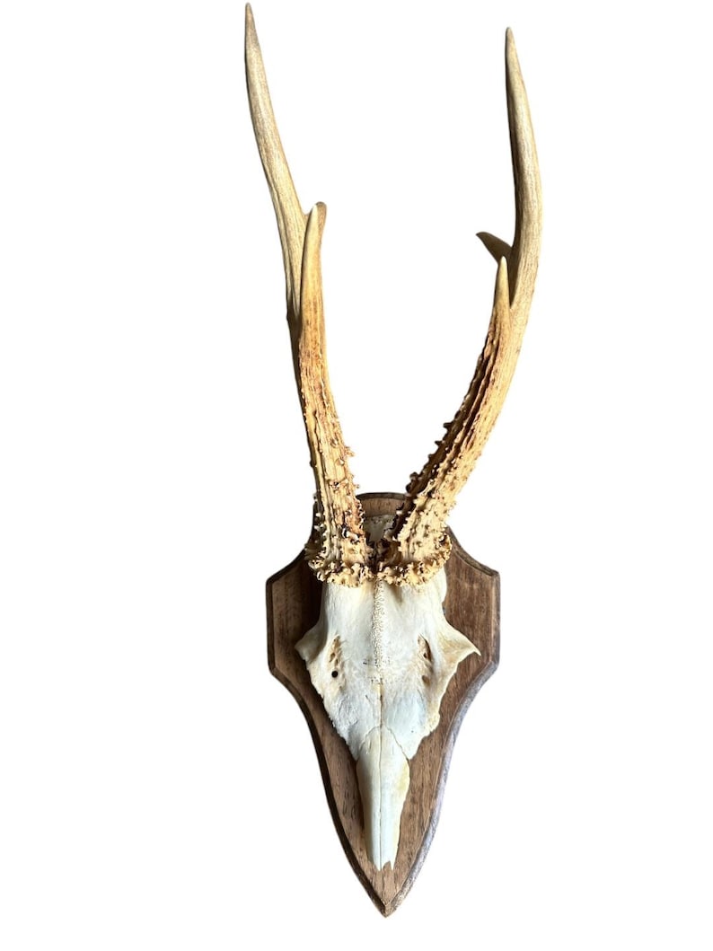 Roe Deer Trophy RD66, Black Forest Antlers, 1970s