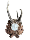 Roe Deer Trophy 188, Black Forest Antlers, 1930s