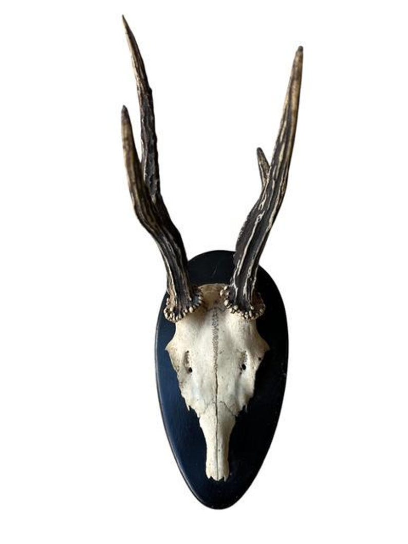 Roe Deer Trophy RD100, Black Forest Antlers, 1910s