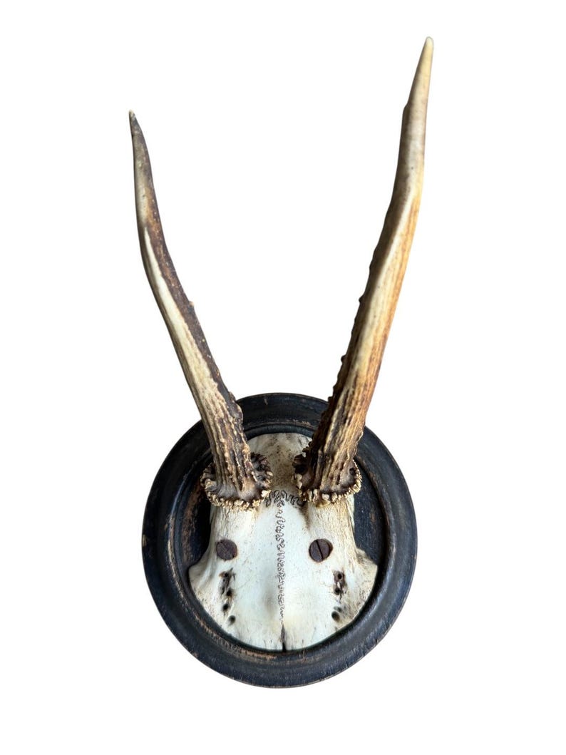 Roe Deer Trophy 60 Black Forest Antlers Mount