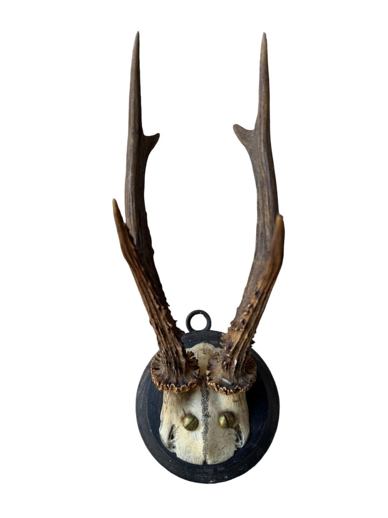 Roe Deer Trophy 57 Black Forest Antlers Mount