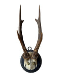 Roe Deer Trophy 57 Black Forest Antlers Mount