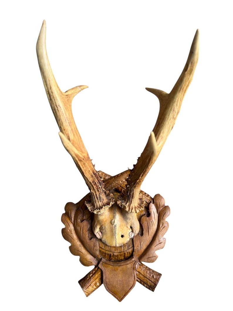 Roe Deer Trophy 107 Black Forest Antlers Mount