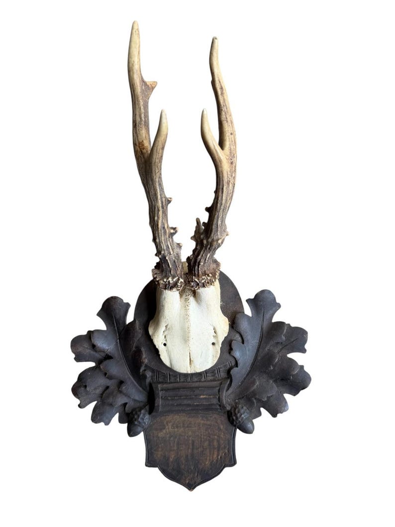 Roe Deer Trophy 119 Black Forest Antlers Mount