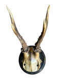 Roe Deer Trophy 129 Black Forest Antlers Mount