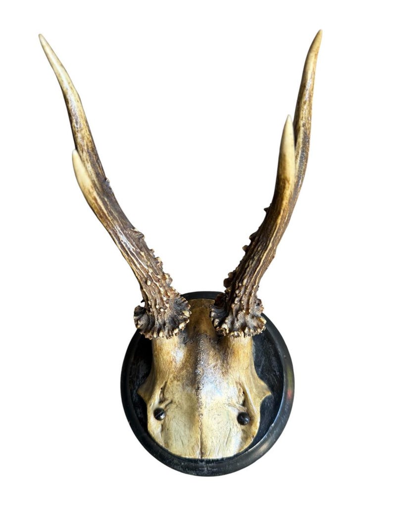 Roe Deer Trophy 129 Black Forest Antlers Mount