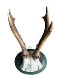 Roe Deer Trophy 133 Black Forest Antlers Mount Circa 1899