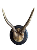 Roe Deer Trophy 127, Black Forest Antlers Mount