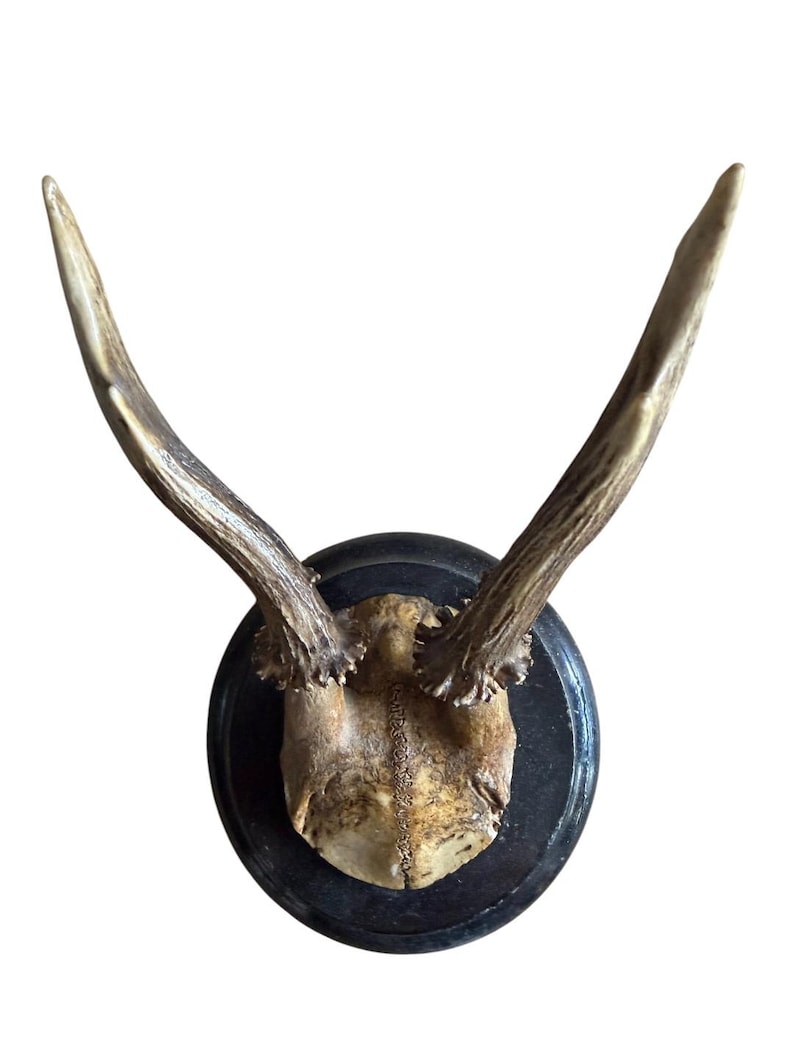 Roe Deer Trophy 127, Black Forest Antlers Mount