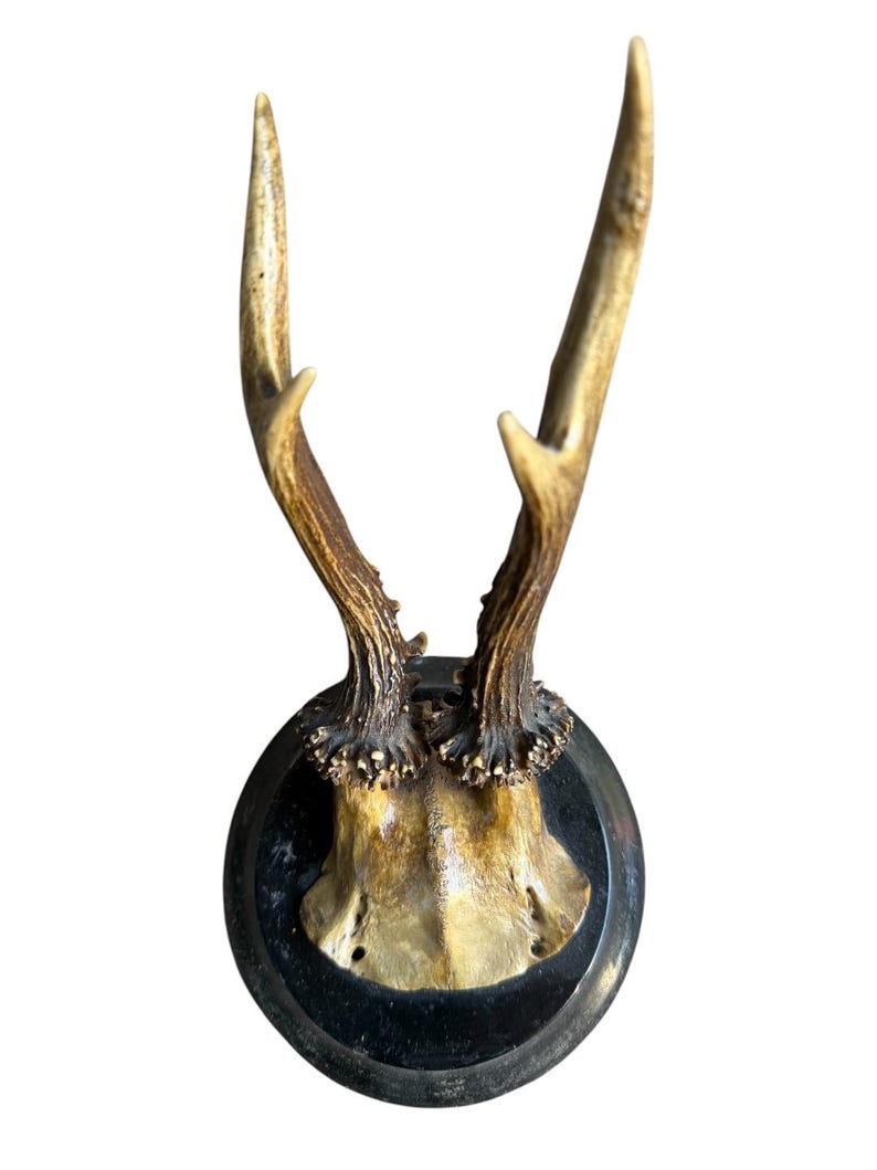 Roe Deer Trophy 128 Black Forest Antlers Mount