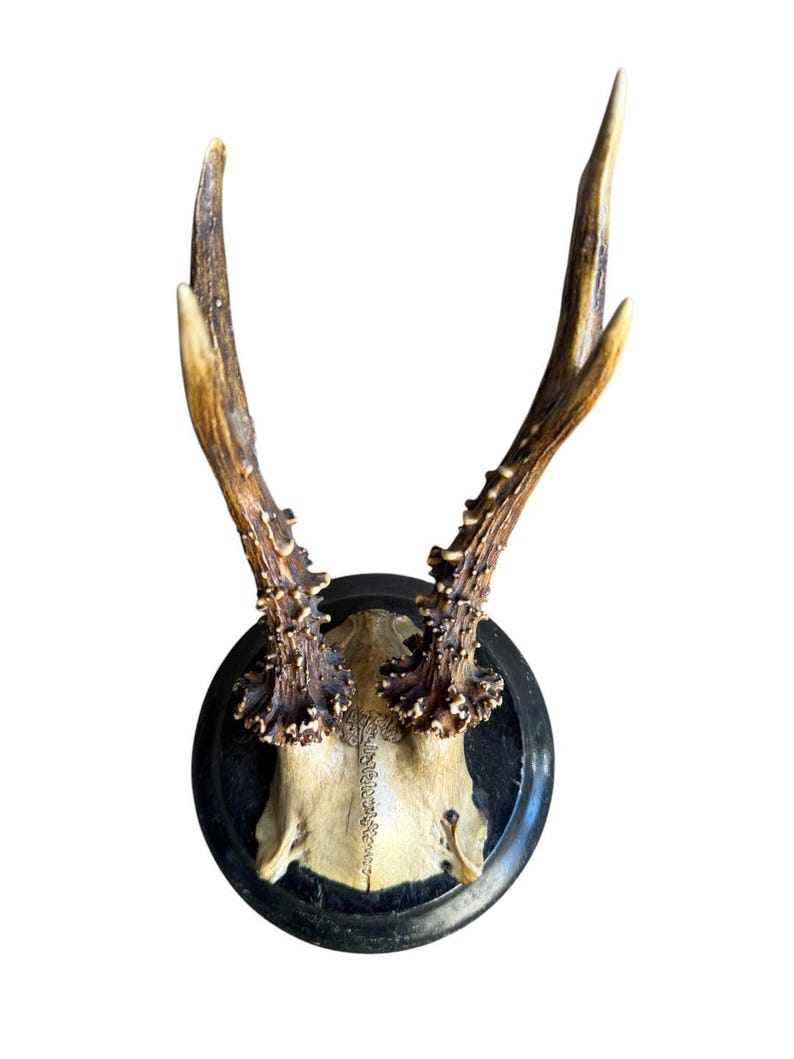 Roe Deer Trophy 130 Black Forest Antlers Mount
