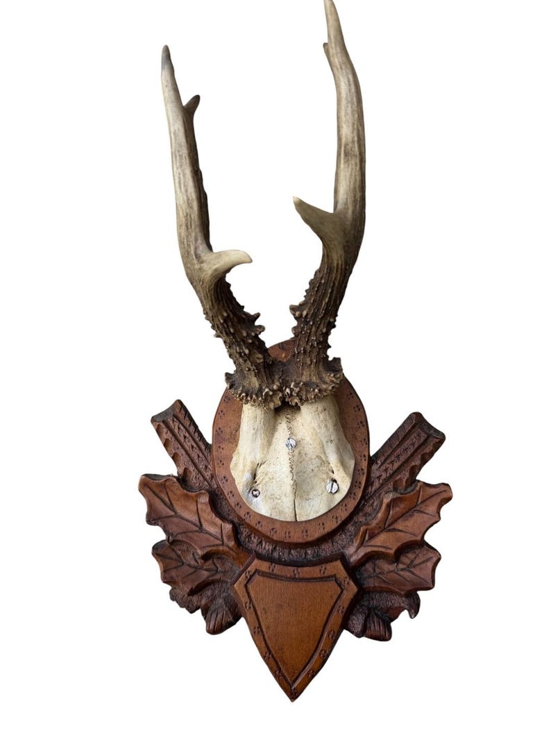 Roe Deer Trophy 147, Black Forest Antlers Mount, 1900s