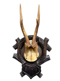 Roe Deer Trophy 161, Black Forest Antlers Mount, 1900s