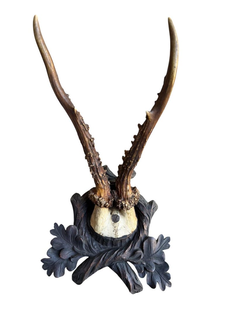 Roe Deer Trophy 162, Black Forest Antlers Mount, 1900s
