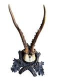Roe Deer Trophy 162, Black Forest Antlers Mount, 1900s