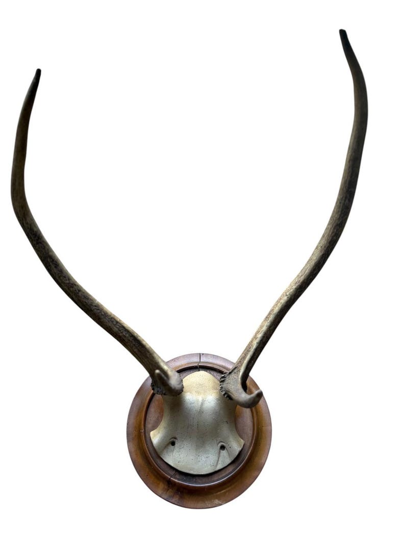 Red Deer Hunting Trophy, Black Forest Antlers, 1800s