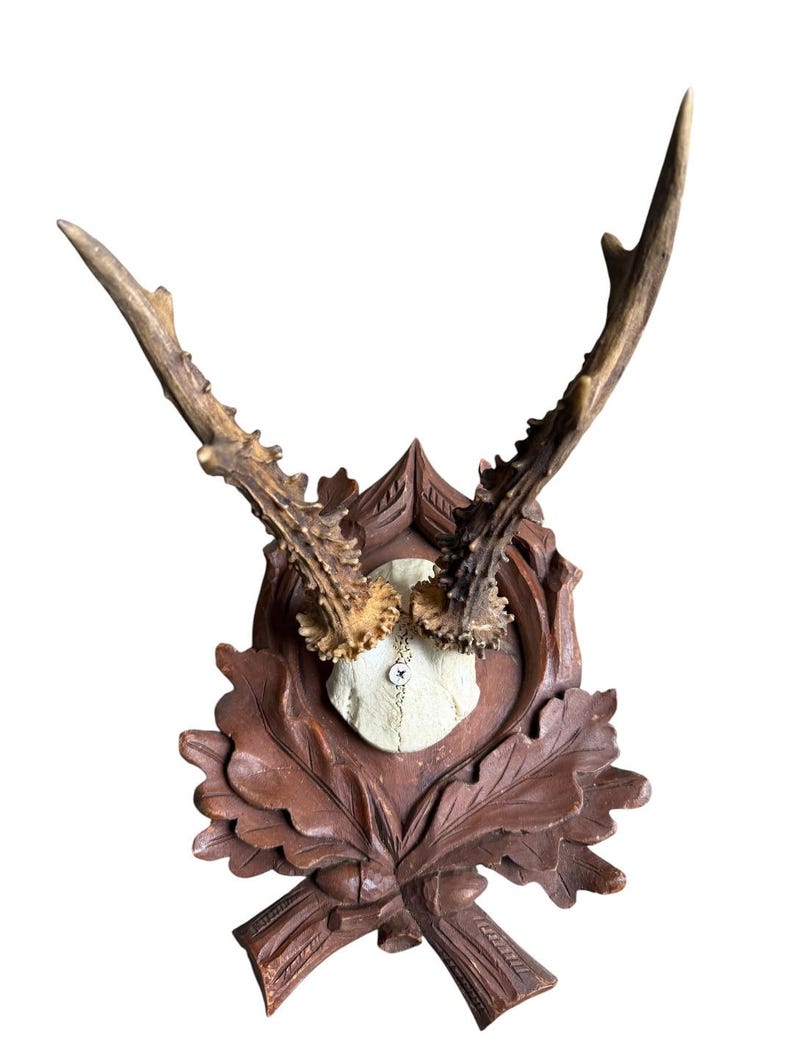 Roe Deer Trophy 183, Black Forest Antlers, Acorn Oak Leaf Plaque