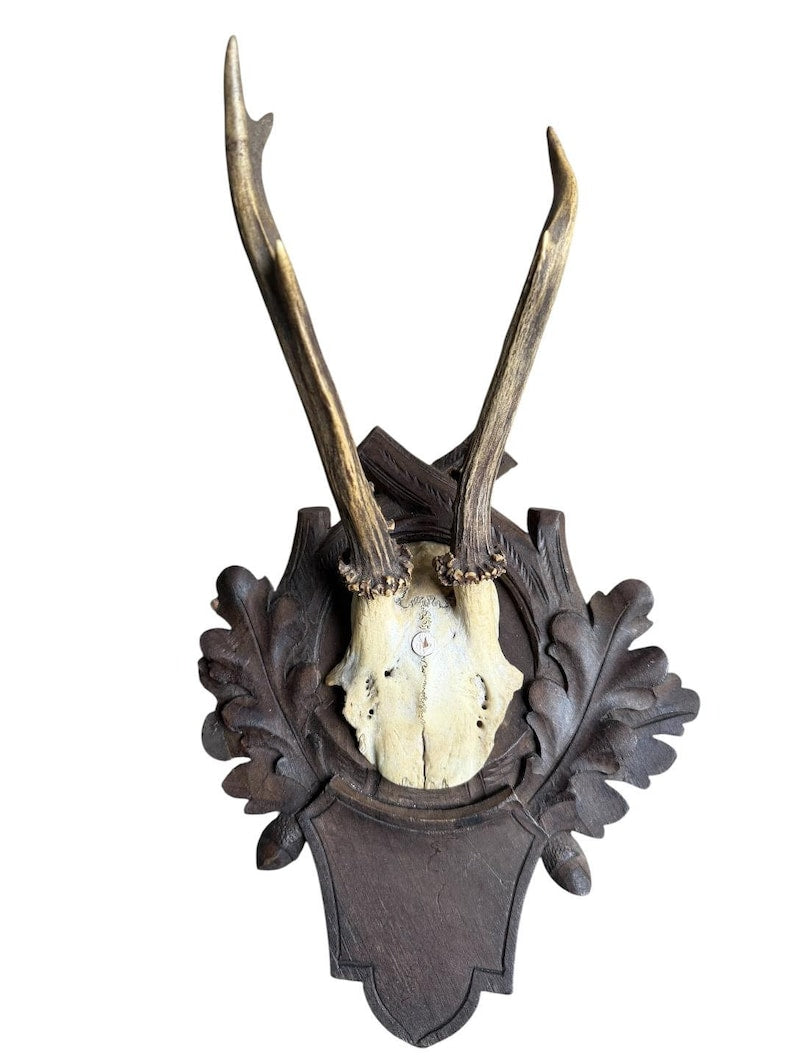 Roe Deer Trophy 180, Black Forest Antlers, Acorn Oak Leaf Plaque