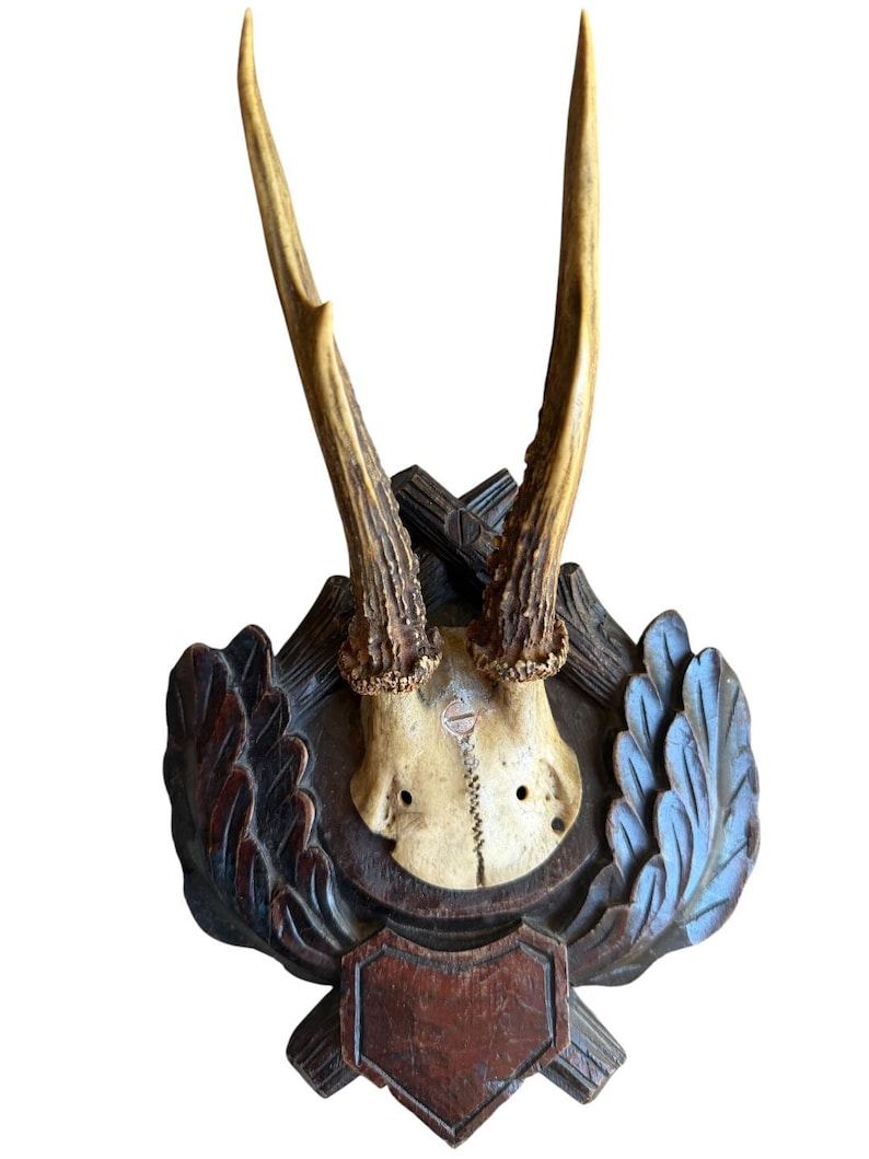 Roe Deer Trophy 171, Black Forest Antlers Mount, Circa 1899