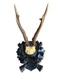 Roe Deer Trophy 175, Black Forest Antlers Mount, 1900s