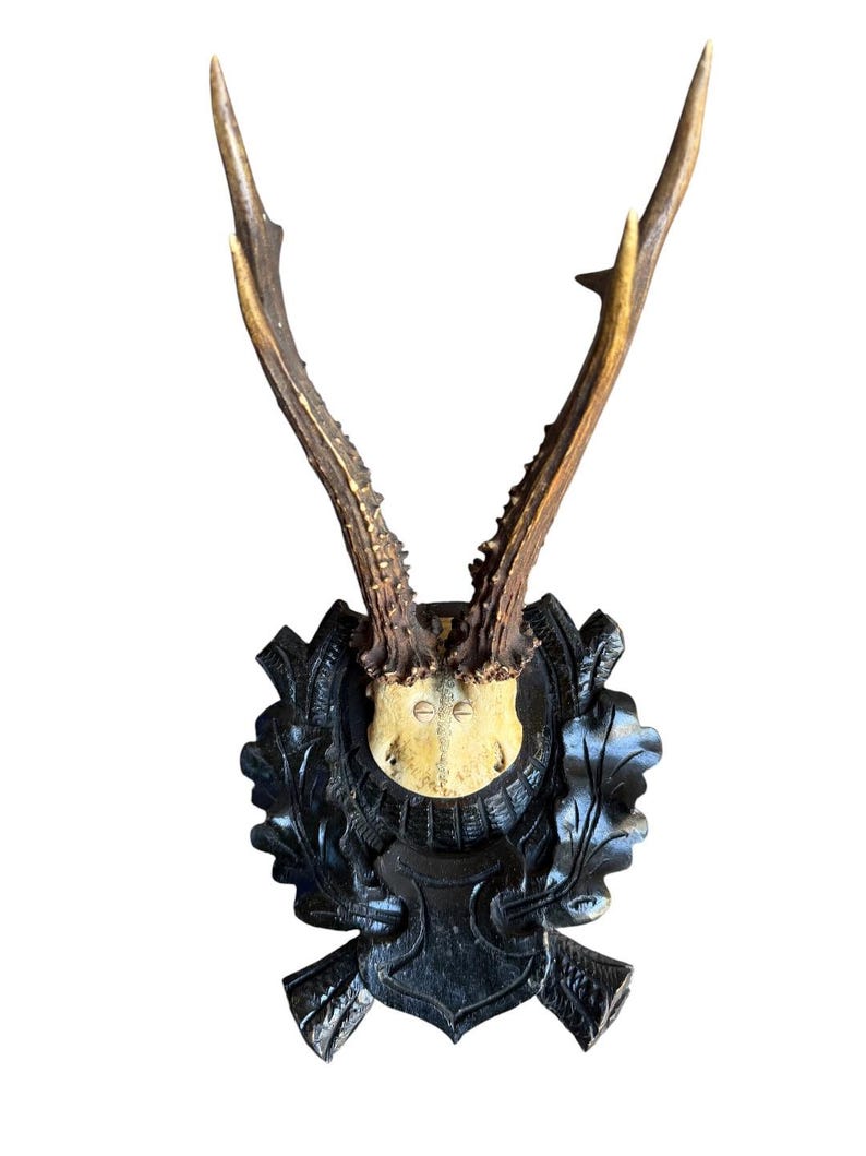 Roe Deer Trophy 175, Black Forest Antlers Mount, 1900s