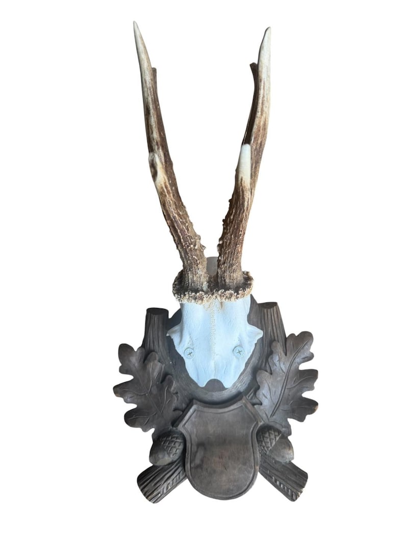 Roe Deer Trophy 195, Black Forest Antlers, 1930s