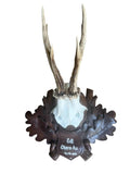 Roe Deer Trophy 196, Black Forest Antlers, 1930s