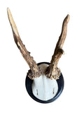 Roe Deer Trophy 205, Black Forest Antlers, Shiny Black Plaque