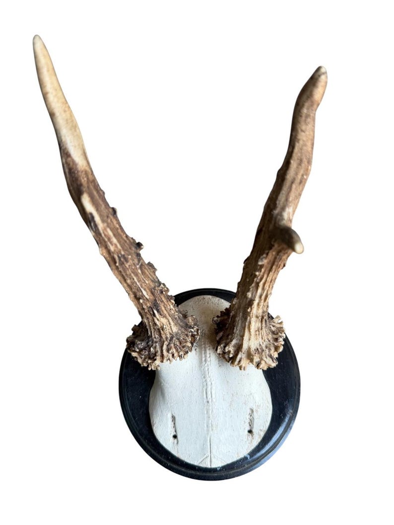 Roe Deer Trophy 205, Black Forest Antlers, Shiny Black Plaque