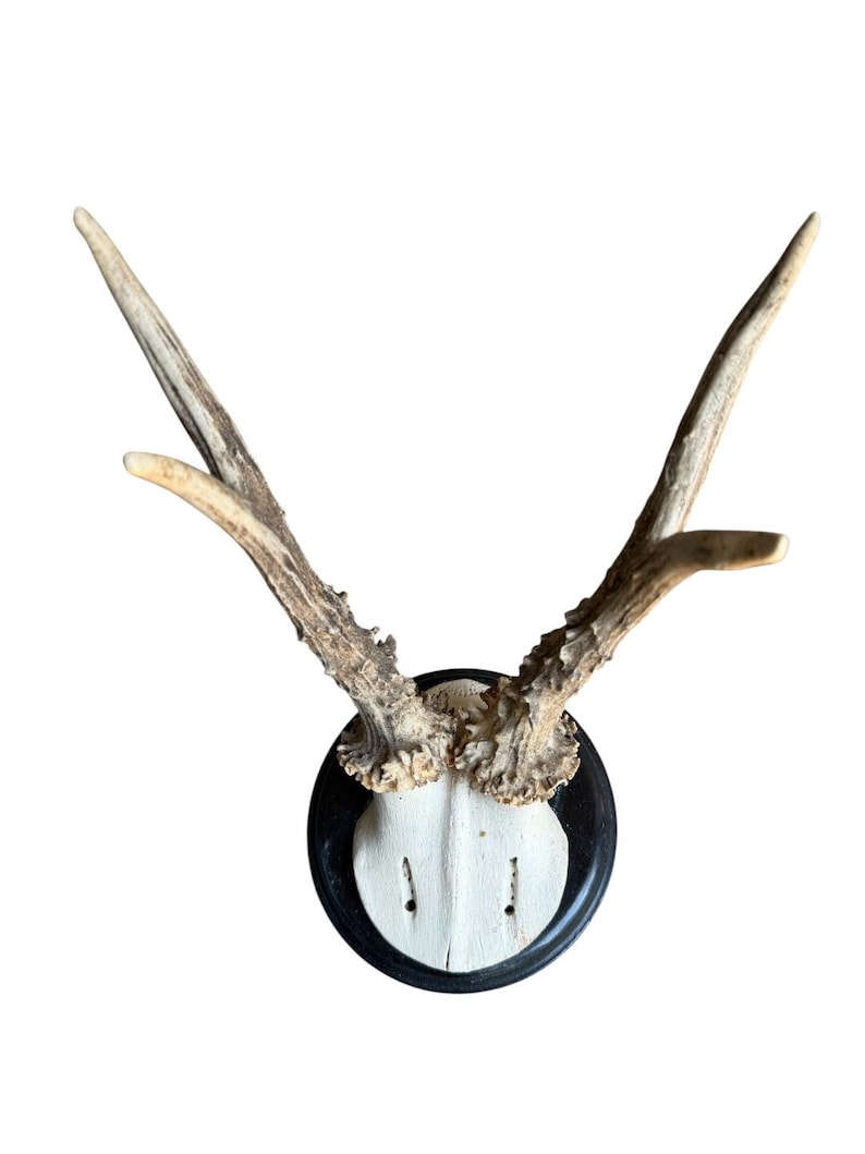 Roe Deer Trophy 206, Black Forest Antlers, Shiny Black Plaque