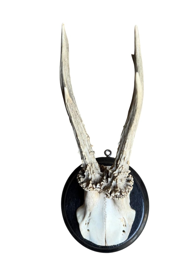 Roe Deer Trophy 208, Black Forest Antlers Mount, 1900s