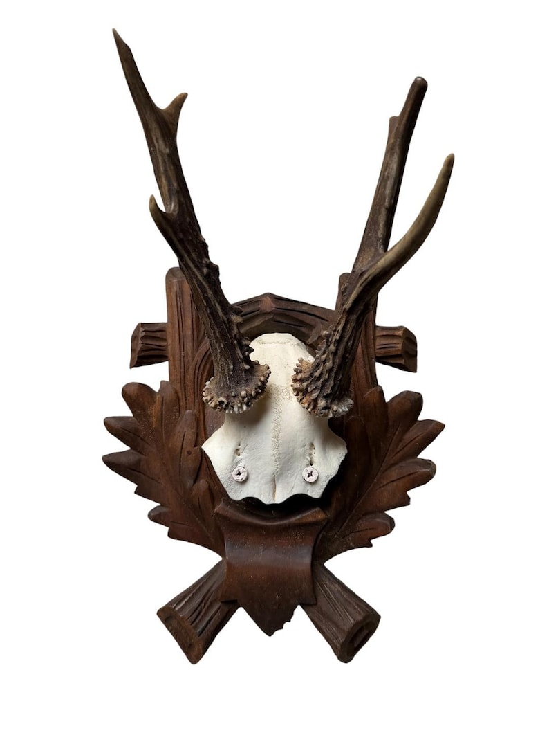 Roe Deer Trophy 182, Black Forest Antlers, Oak Leaf Plaque