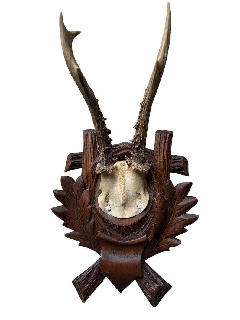 Roe Deer Trophy 184, Black Forest Antlers, Oak Leaf Plaque