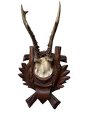 Roe Deer Trophy 184, Black Forest Antlers, Oak Leaf Plaque