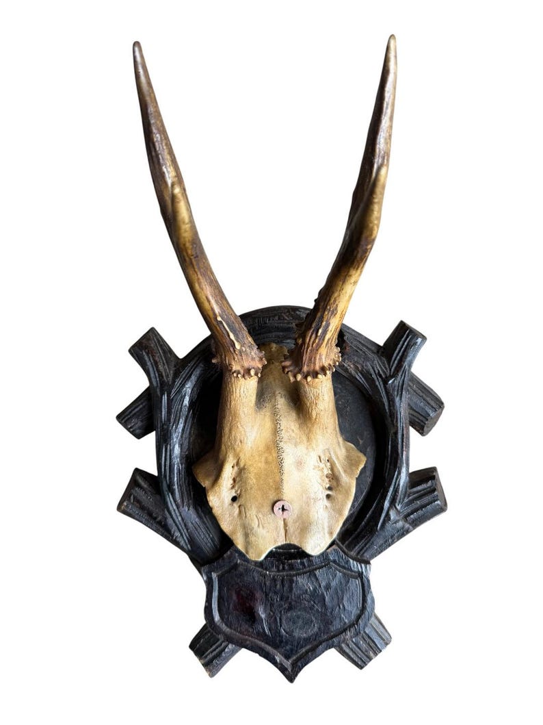 Roe Deer Trophy 213, Black Forest Antlers, Circa 1897