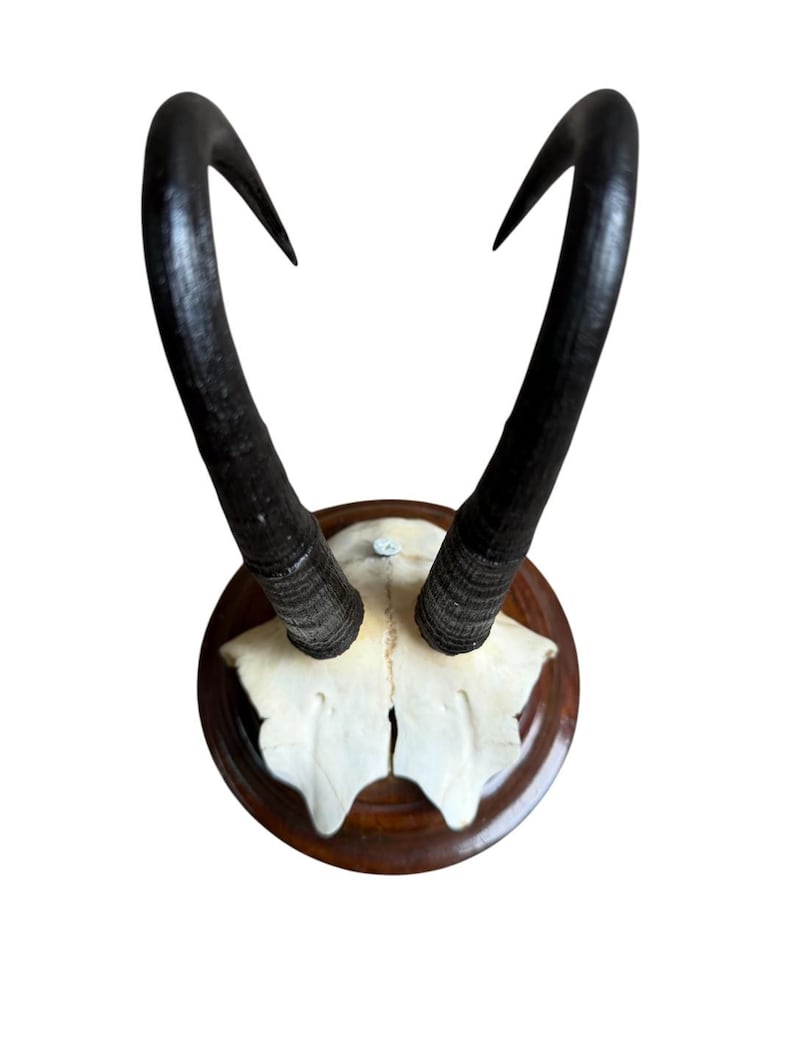 Chamois Goat Trophy 216, Black Forest Horns, 1980s