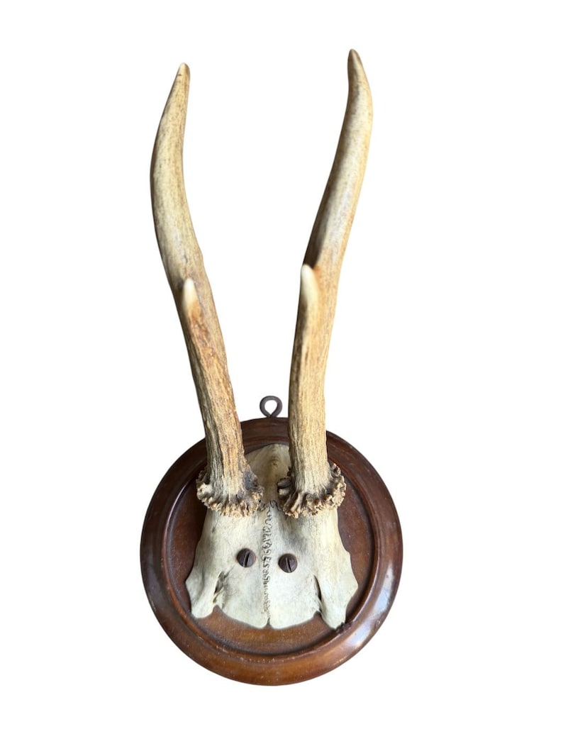 Roe Deer Trophy 189, Black Forest Antlers, 1930s