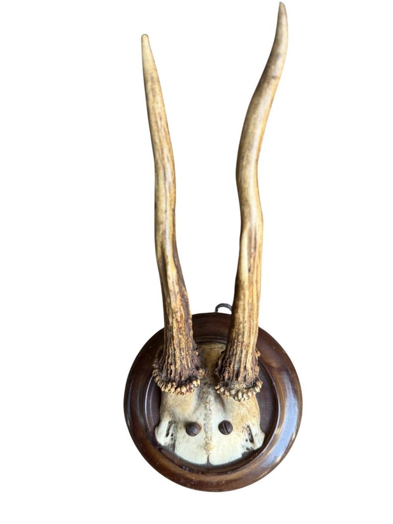Roe Deer Trophy 190, Black Forest Antlers, 1930s