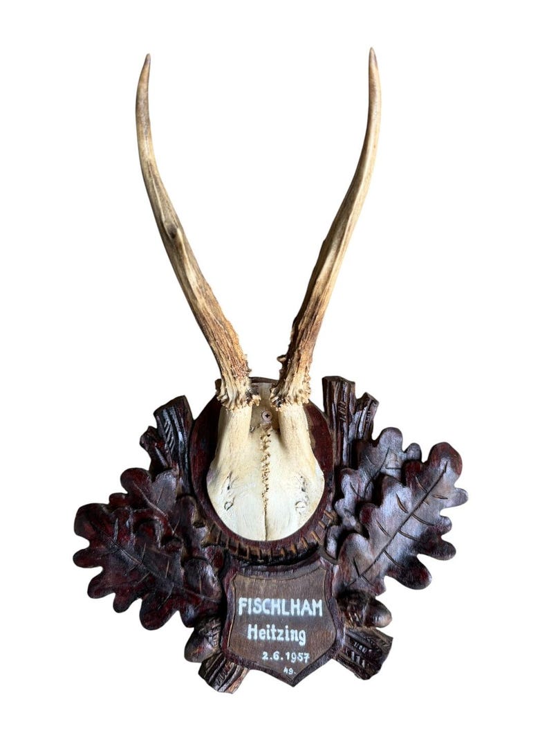 Roe Deer Trophy 197, Black Forest Antlers Mount, 1930s