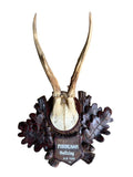 Roe Deer Trophy 197, Black Forest Antlers Mount, 1930s