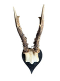 Roe Deer Trophy 217, Heart-Shaped Plaque, Circa 1920s