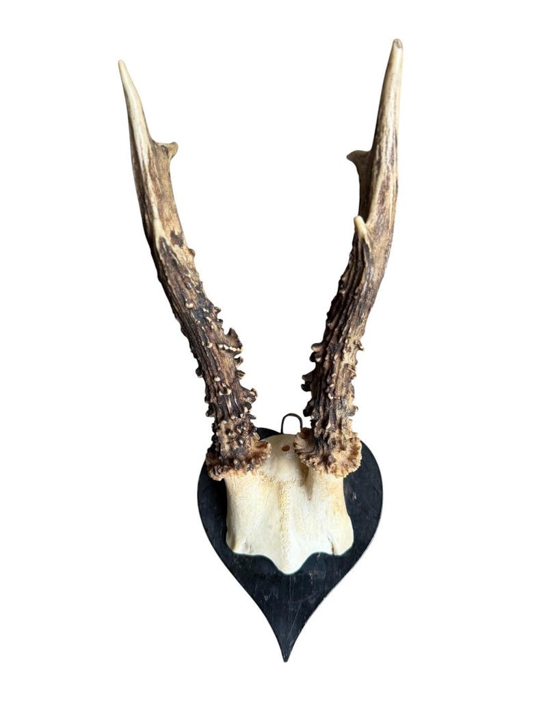 Roe Deer Trophy 217, Heart-Shaped Plaque, Circa 1920s