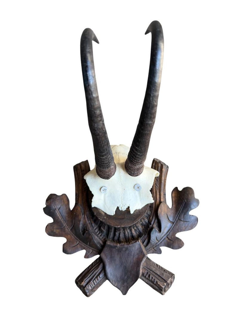 Chamois Goat Trophy 222, Black Forest Horns, 1980s