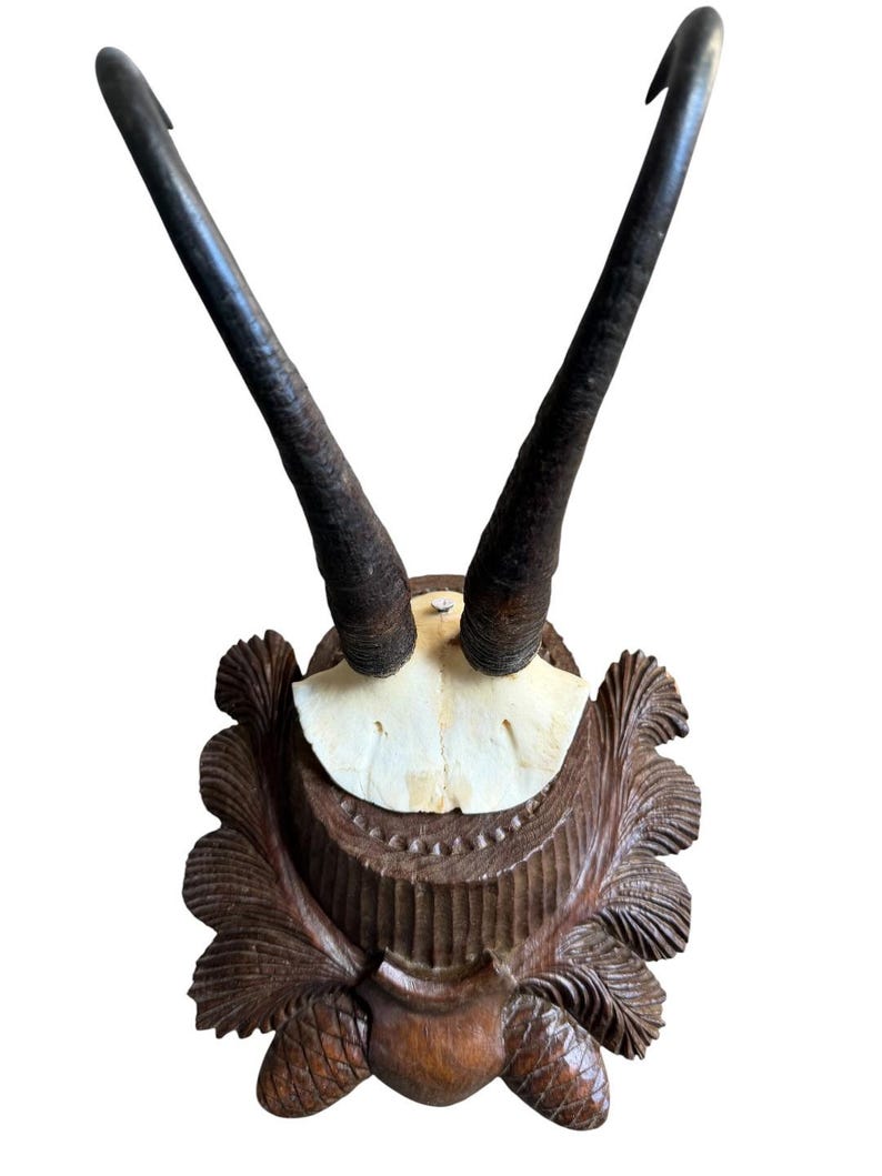 Chamois Goat Trophy 223, Black Forest Horns on Pinecone Plaque