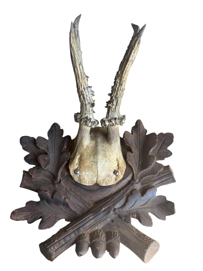 Roe Deer Trophy 228 Black Forest Antlers Mount