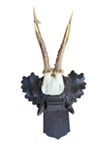 Roe Deer Trophy 227 Black Forest Antlers Mount