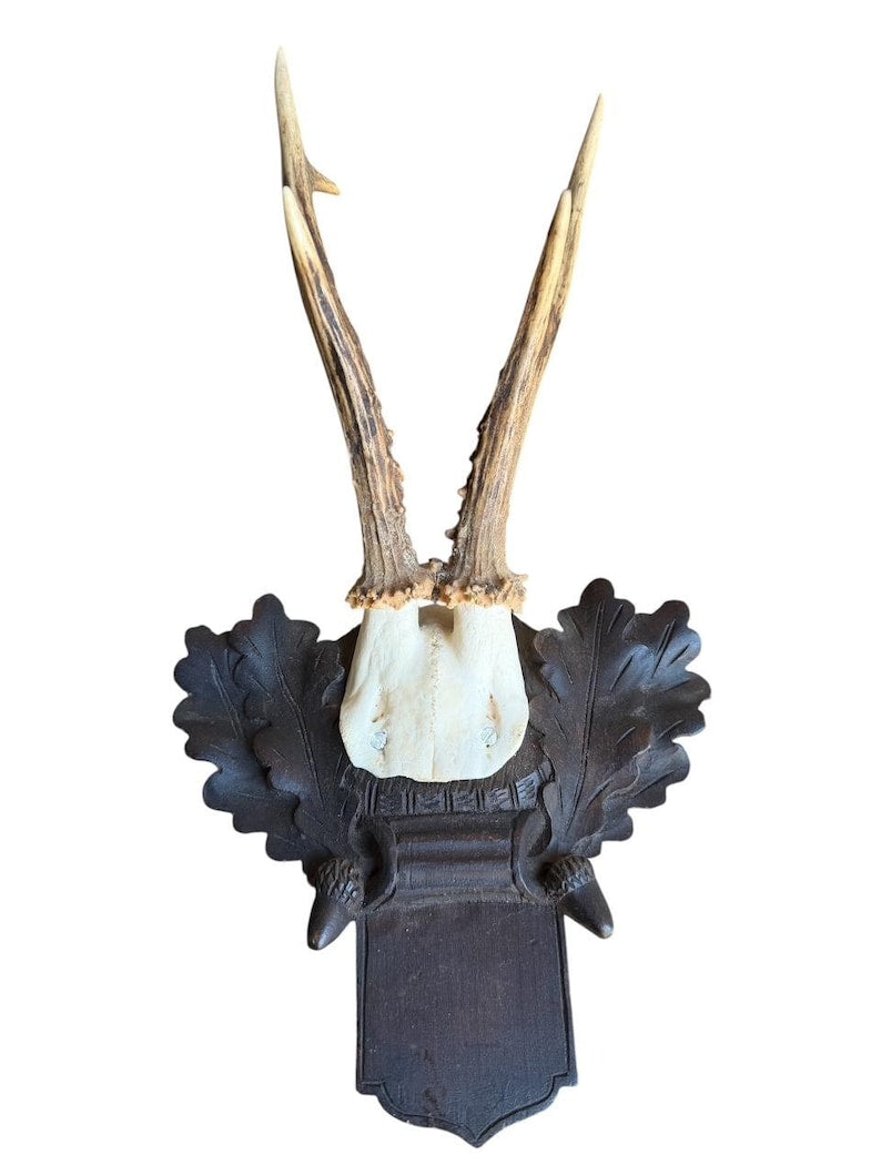 Roe Deer Trophy 227 Black Forest Antlers Mount