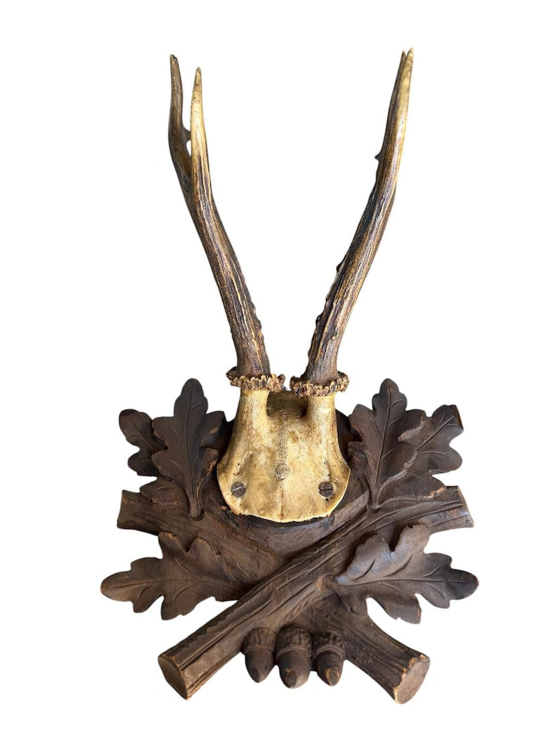 Roe Deer Trophy 229 Black Forest Antlers Mount